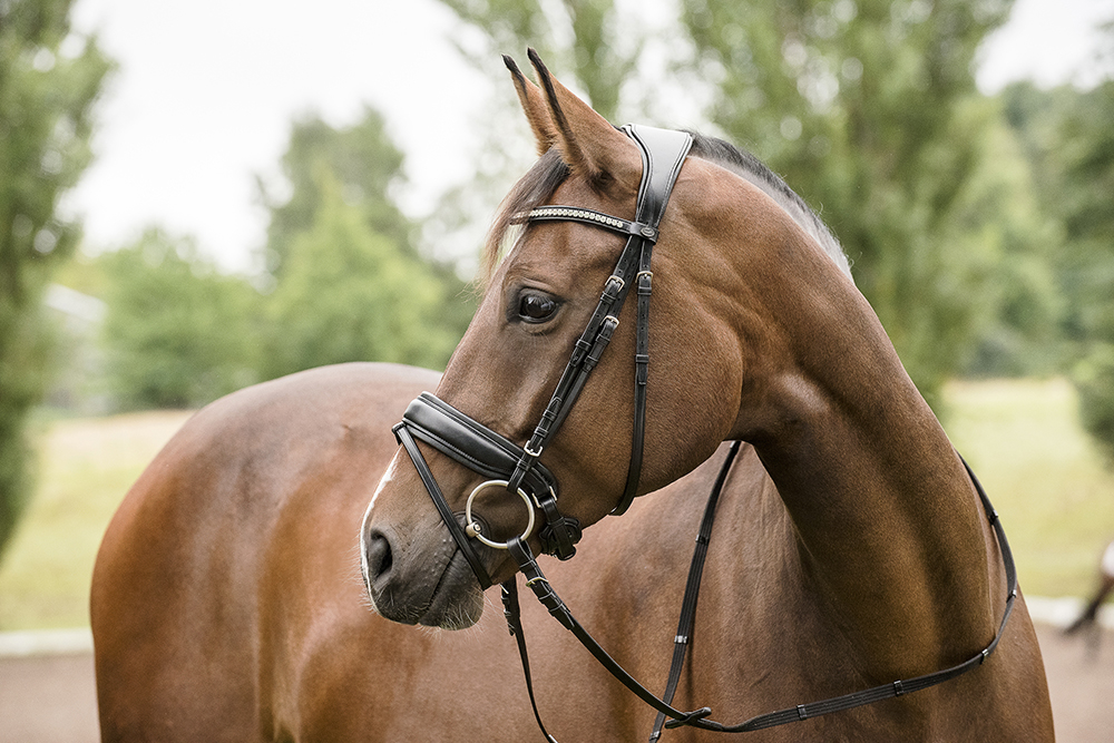 Horse Guard Ergonomischer Trensenzaum, schwed. RH