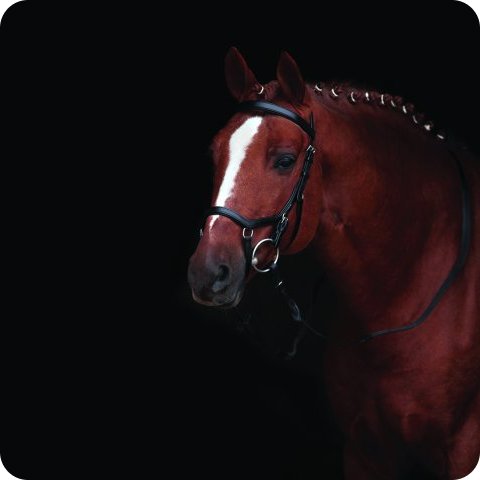 Horseware Rambo Micklem Competition Bridle